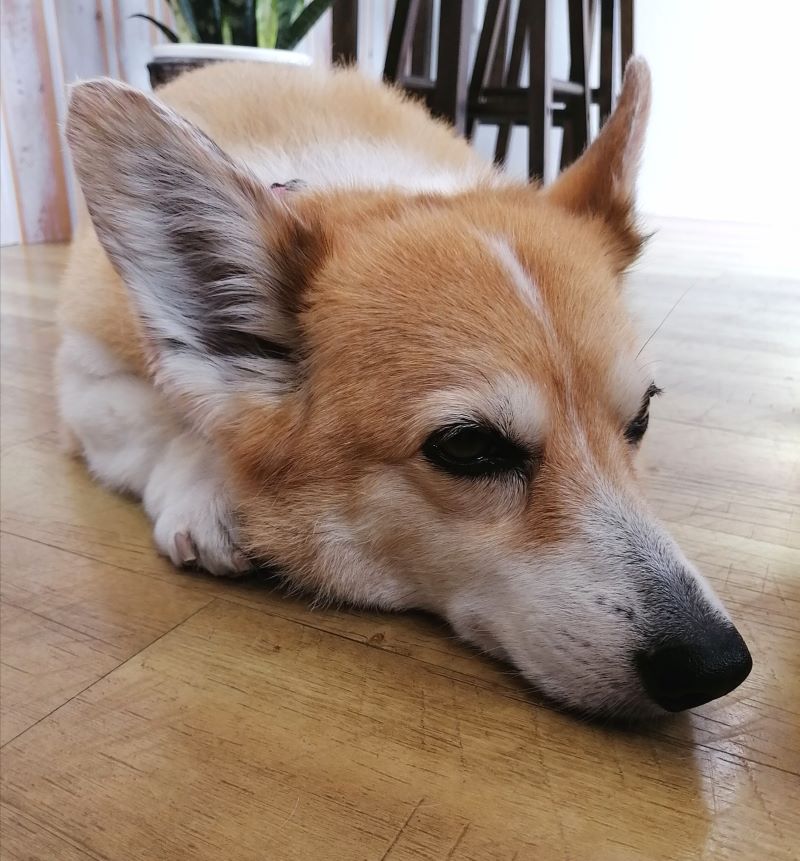 f:id:dogsalon-oluolu:20200615190302j:plain