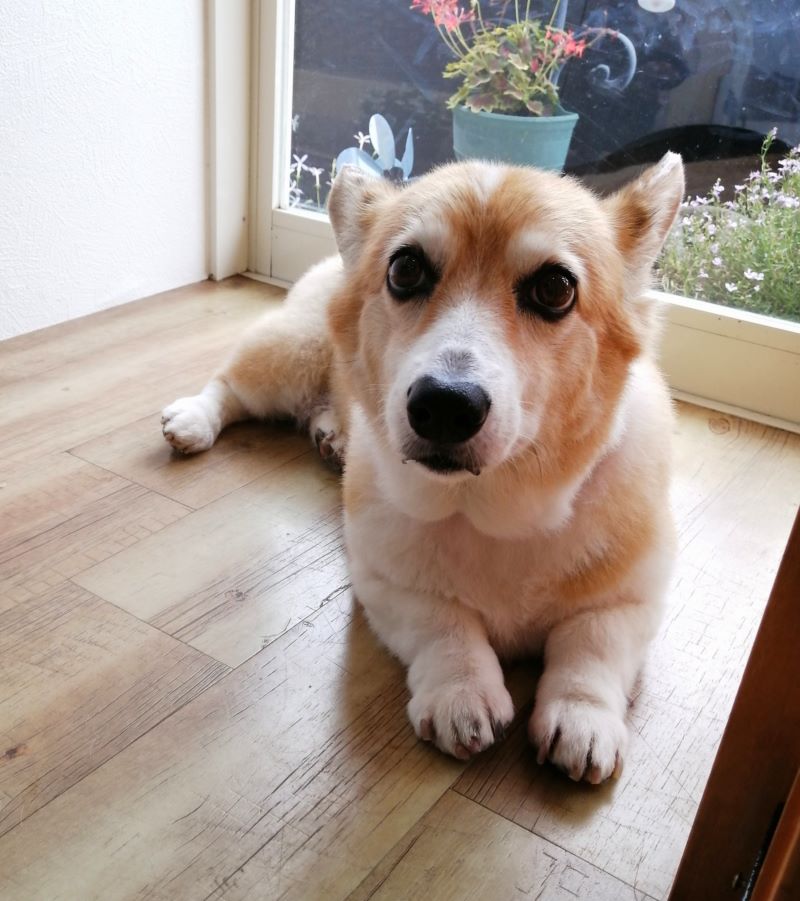 f:id:dogsalon-oluolu:20200615190314j:plain f:id:dogsalon-oluolu:20200615190314j:plain