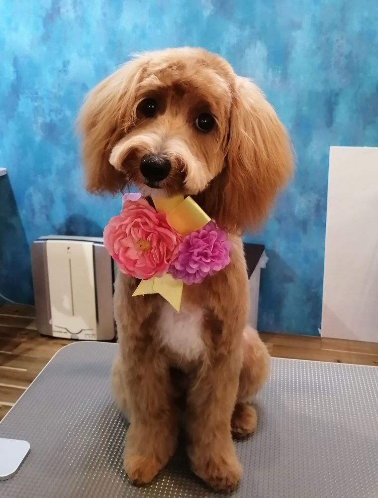 f:id:dogsalon-oluolu:20200620190035j:plain f:id:dogsalon-oluolu:20200620190035j:plain