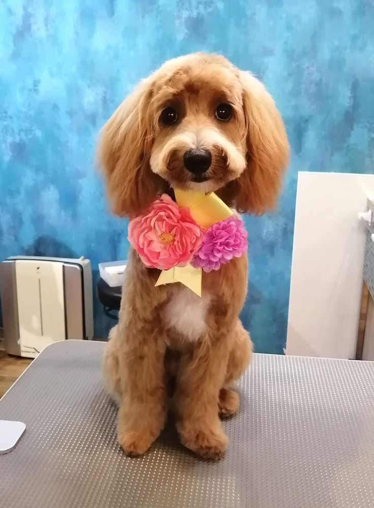 f:id:dogsalon-oluolu:20200620190041j:plain f:id:dogsalon-oluolu:20200620190041j:plain