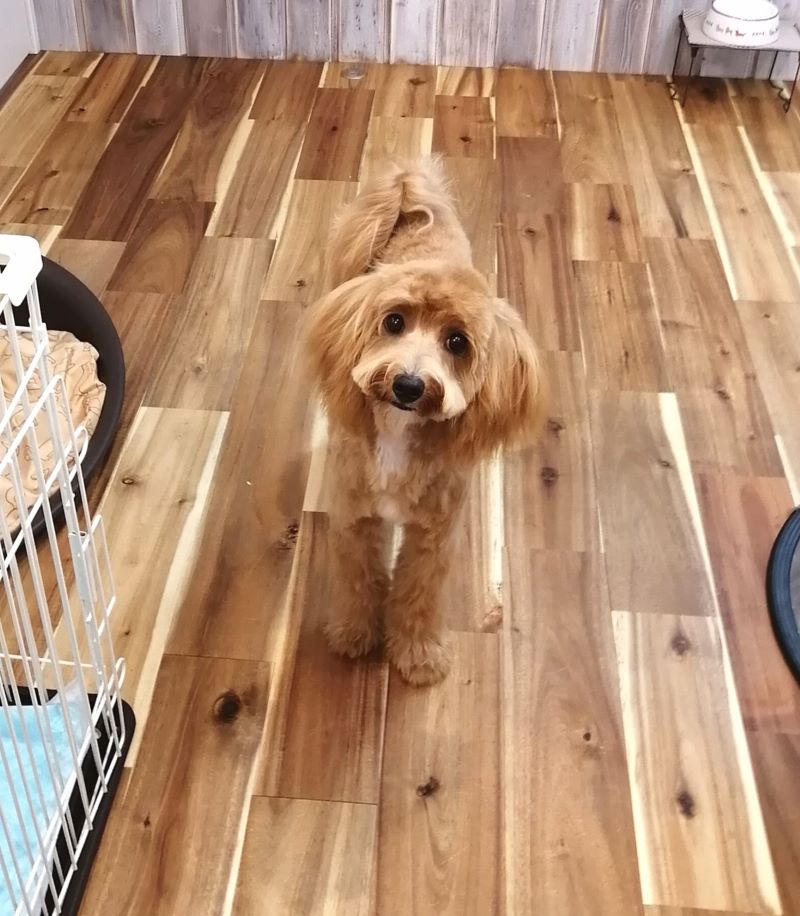 f:id:dogsalon-oluolu:20200620190107j:plain