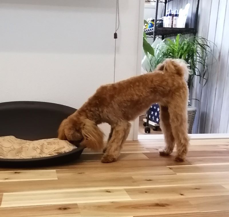 f:id:dogsalon-oluolu:20200620190117j:plain