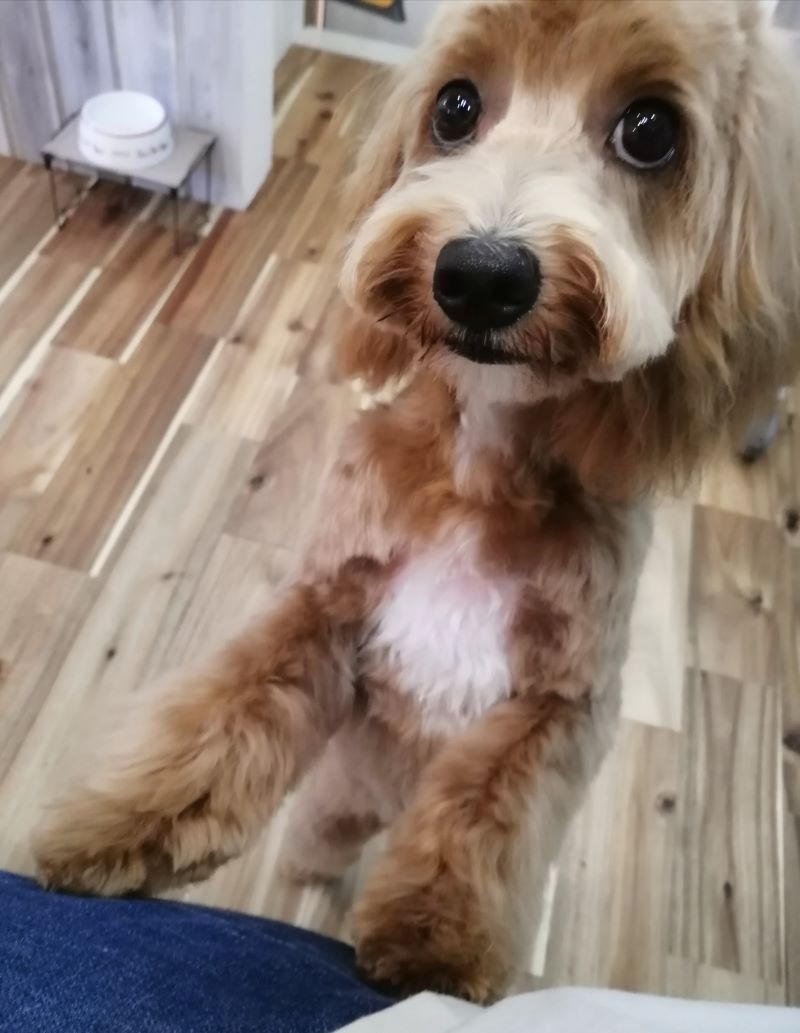 f:id:dogsalon-oluolu:20200620190125j:plain