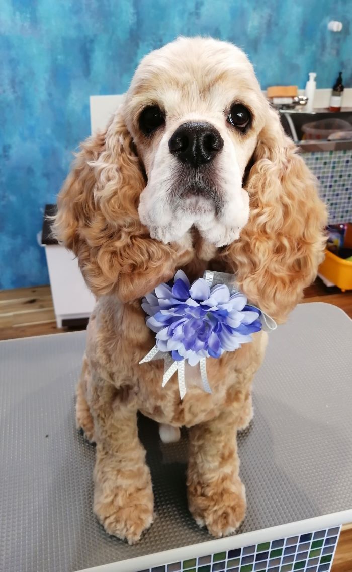 f:id:dogsalon-oluolu:20200621195119j:plain