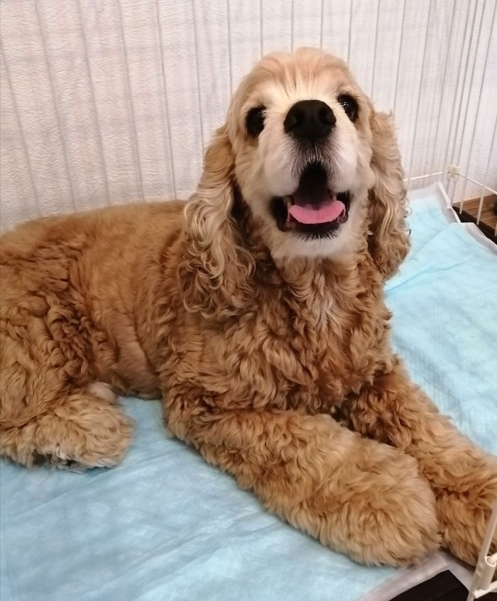 f:id:dogsalon-oluolu:20200621195127j:plain