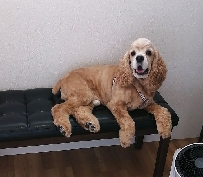 f:id:dogsalon-oluolu:20200621195146j:plain f:id:dogsalon-oluolu:20200621195146j:plain