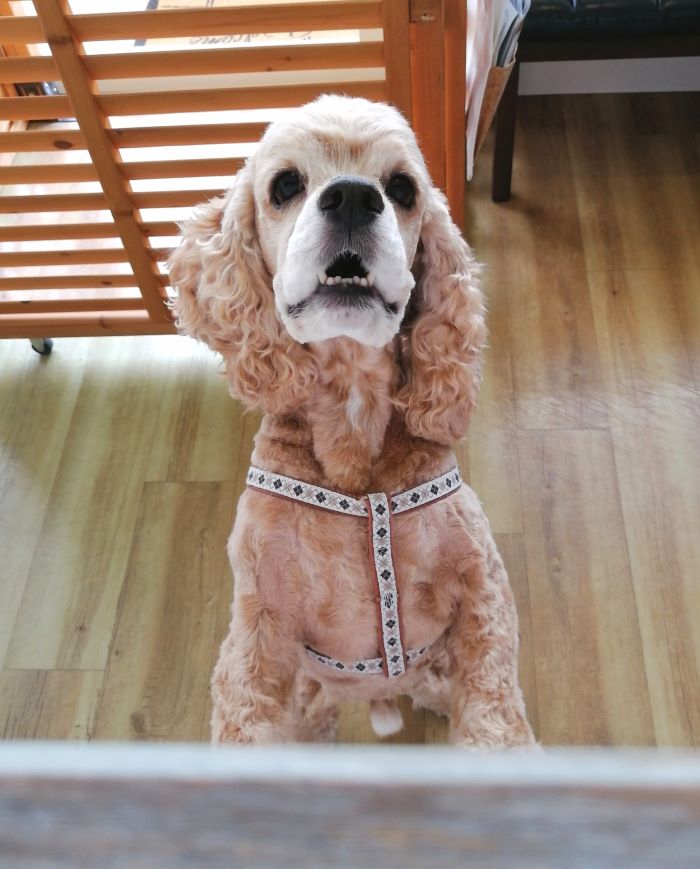 f:id:dogsalon-oluolu:20200621195155j:plain f:id:dogsalon-oluolu:20200621195155j:plain
