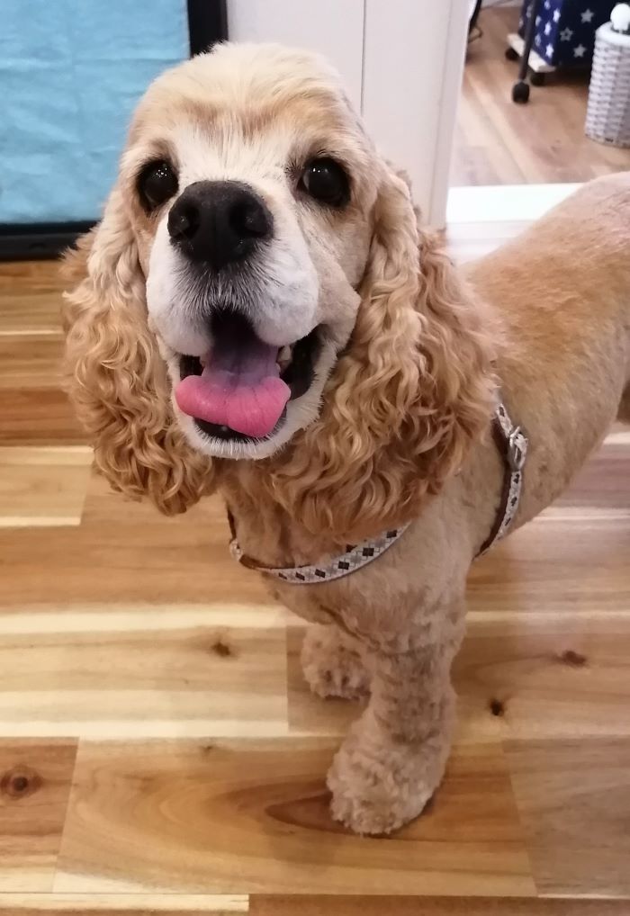 f:id:dogsalon-oluolu:20200621195203j:plain