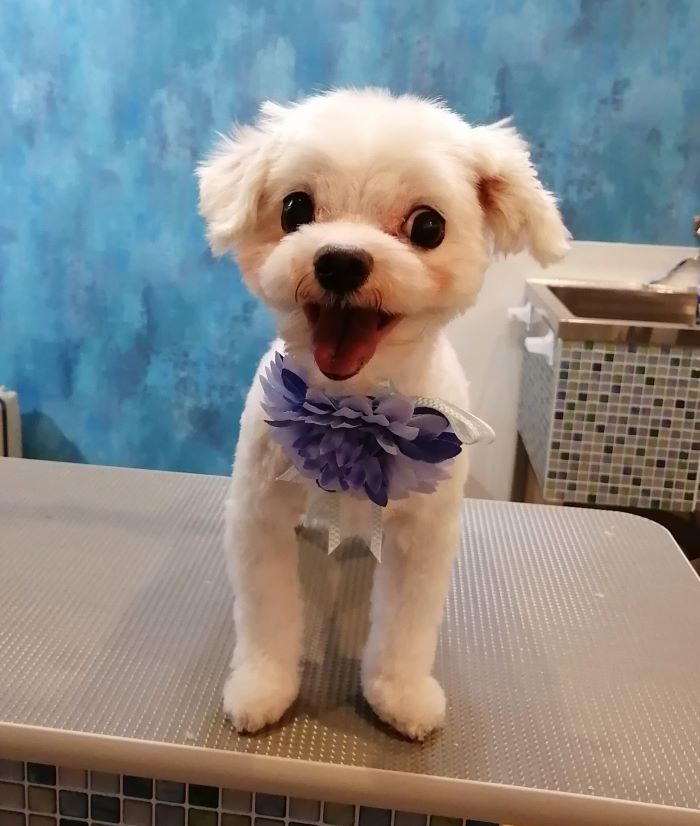 f:id:dogsalon-oluolu:20200621202105j:plain f:id:dogsalon-oluolu:20200621202105j:plain
