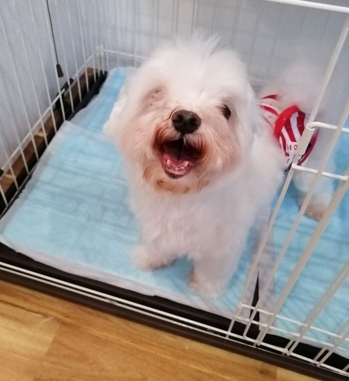 f:id:dogsalon-oluolu:20200621202113j:plain