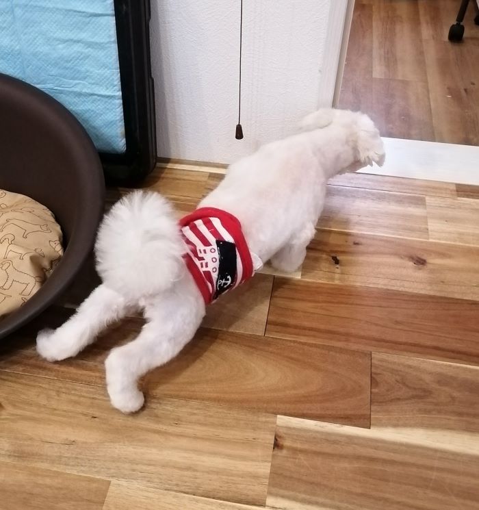 f:id:dogsalon-oluolu:20200621202129j:plain