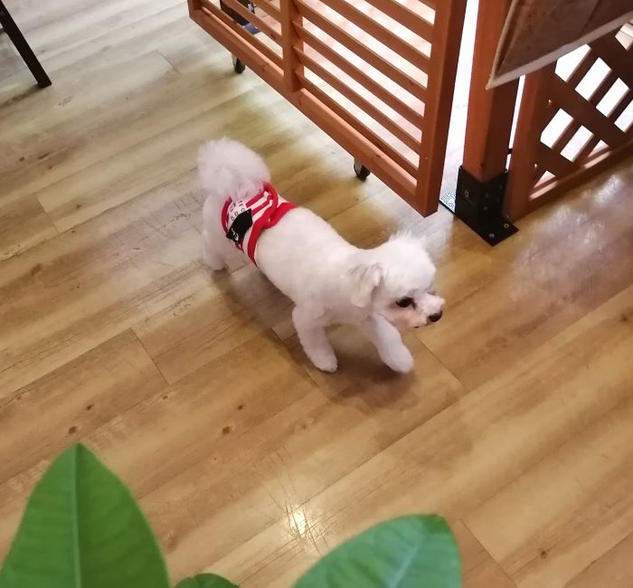 f:id:dogsalon-oluolu:20200621202138j:plain f:id:dogsalon-oluolu:20200621202138j:plain