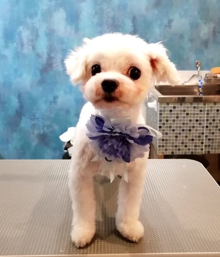 f:id:dogsalon-oluolu:20200621202147j:plain f:id:dogsalon-oluolu:20200621202147j:plain