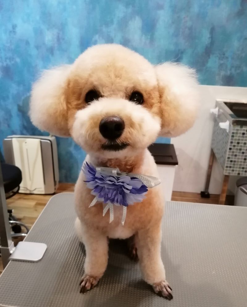 f:id:dogsalon-oluolu:20200622161359j:plain