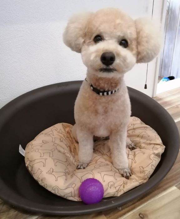 f:id:dogsalon-oluolu:20200622161414j:plain f:id:dogsalon-oluolu:20200622161414j:plain