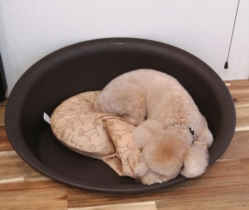 f:id:dogsalon-oluolu:20200622161435j:plain