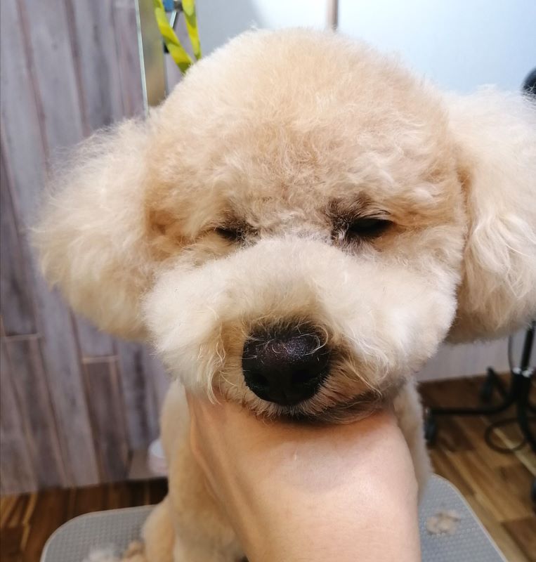 f:id:dogsalon-oluolu:20200622161441j:plain f:id:dogsalon-oluolu:20200622161441j:plain