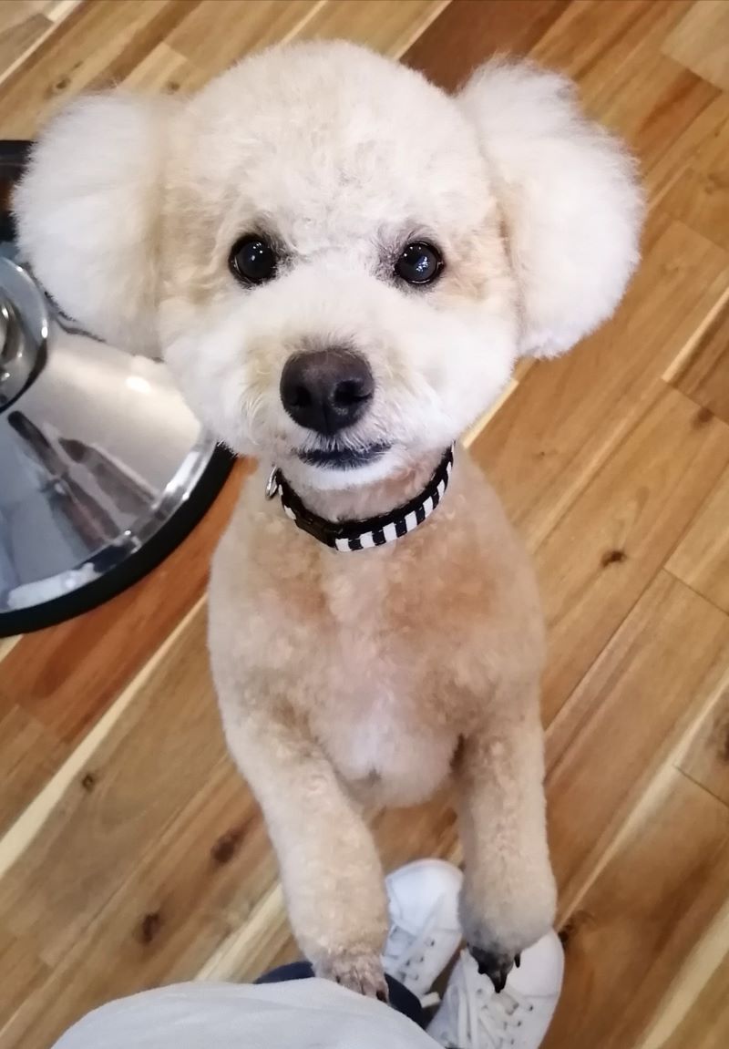 f:id:dogsalon-oluolu:20200622161452j:plain