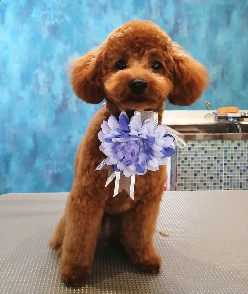 f:id:dogsalon-oluolu:20200628162450j:plain