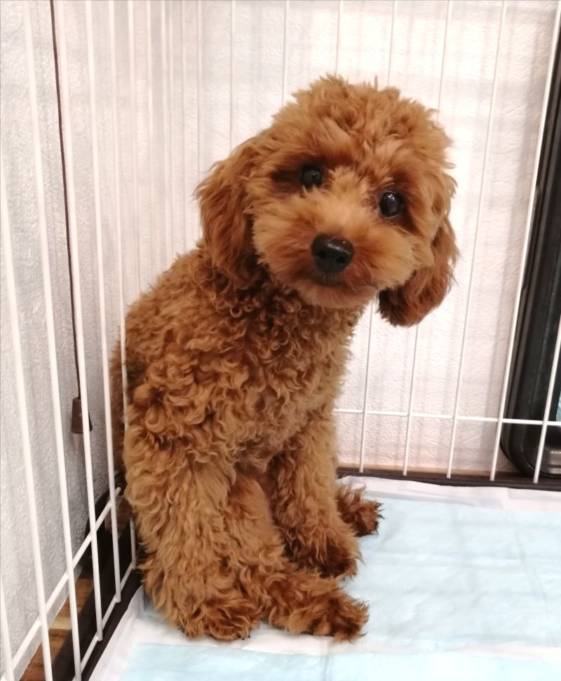 f:id:dogsalon-oluolu:20200628162457j:plain