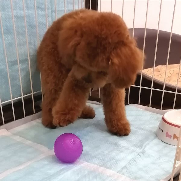 f:id:dogsalon-oluolu:20200628162506j:plain f:id:dogsalon-oluolu:20200628162506j:plain