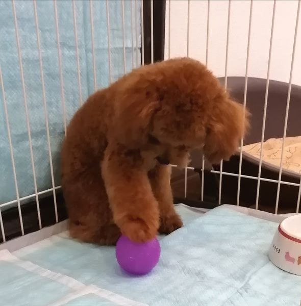 f:id:dogsalon-oluolu:20200628162521j:plain f:id:dogsalon-oluolu:20200628162521j:plain