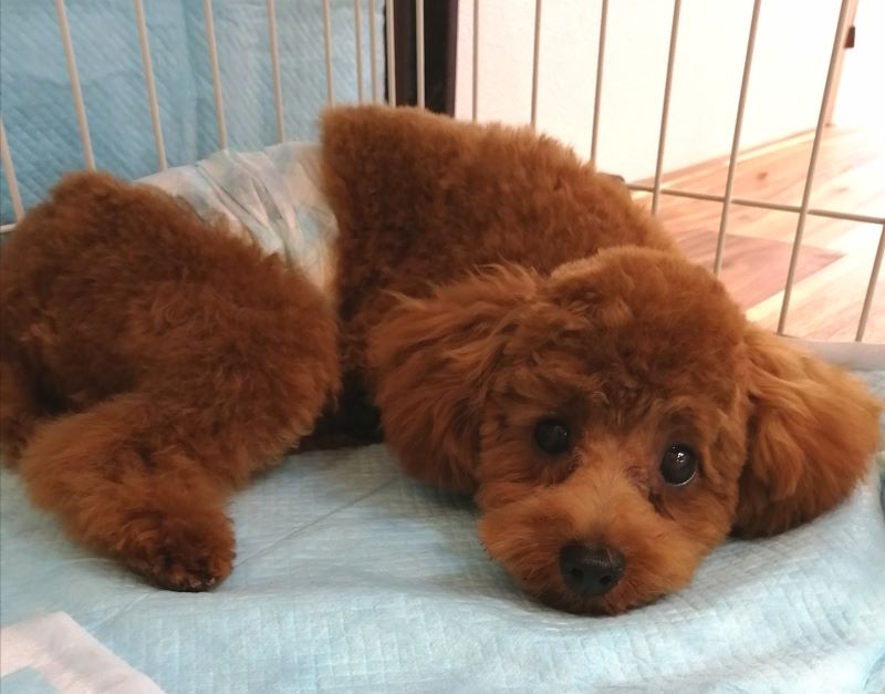 f:id:dogsalon-oluolu:20200628162534j:plain f:id:dogsalon-oluolu:20200628162534j:plain