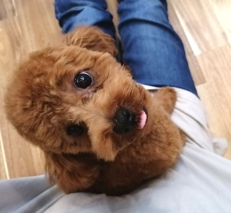f:id:dogsalon-oluolu:20200628162543j:plain