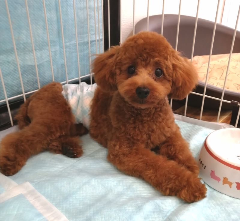 f:id:dogsalon-oluolu:20200628162552j:plain f:id:dogsalon-oluolu:20200628162552j:plain