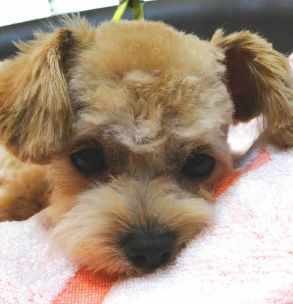 f:id:dogsalon-oluolu:20200629190626j:plain f:id:dogsalon-oluolu:20200629190626j:plain