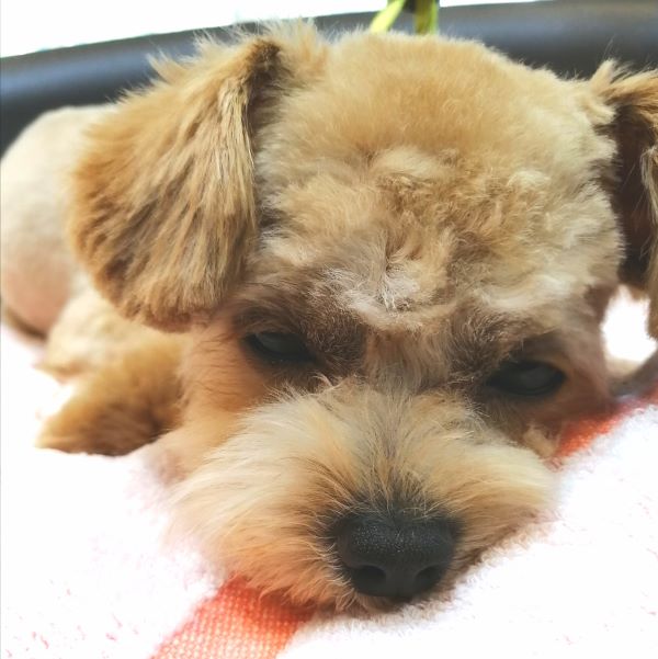 f:id:dogsalon-oluolu:20200629190634j:plain f:id:dogsalon-oluolu:20200629190634j:plain