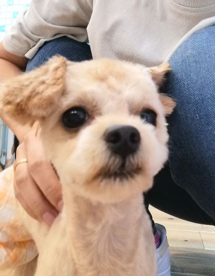 f:id:dogsalon-oluolu:20200629190701j:plain f:id:dogsalon-oluolu:20200629190701j:plain