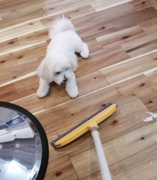 f:id:dogsalon-oluolu:20200702193034j:plain f:id:dogsalon-oluolu:20200702193034j:plain