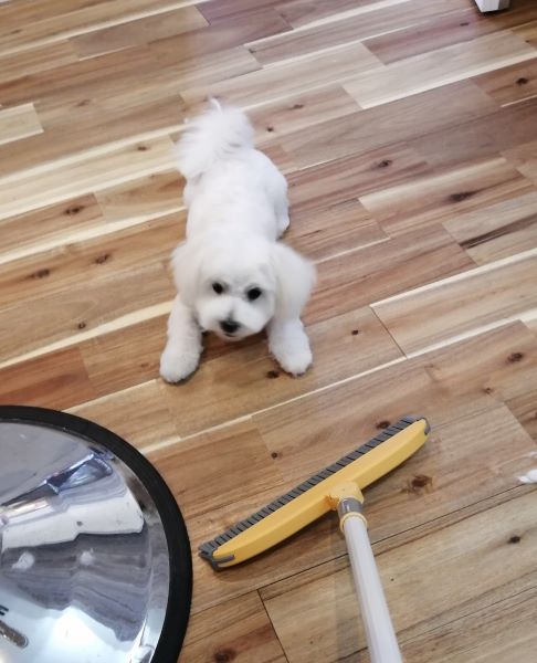 f:id:dogsalon-oluolu:20200702193046j:plain f:id:dogsalon-oluolu:20200702193046j:plain