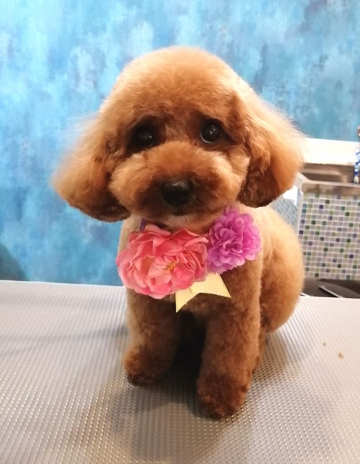 f:id:dogsalon-oluolu:20200704204043j:plain f:id:dogsalon-oluolu:20200704204043j:plain