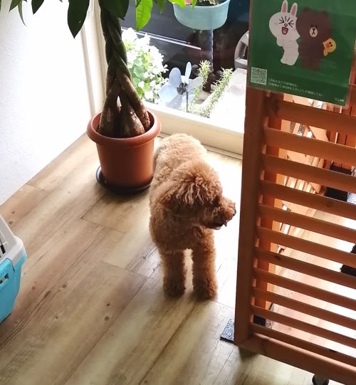 f:id:dogsalon-oluolu:20200704204117j:plain f:id:dogsalon-oluolu:20200704204117j:plain