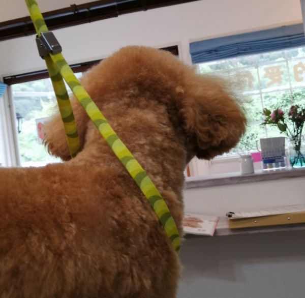 f:id:dogsalon-oluolu:20200704204135j:plain f:id:dogsalon-oluolu:20200704204135j:plain