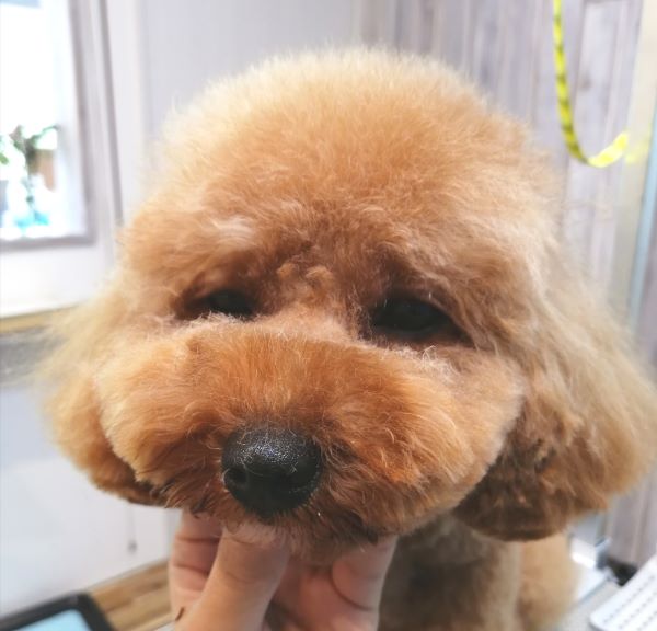 f:id:dogsalon-oluolu:20200704204239j:plain f:id:dogsalon-oluolu:20200704204239j:plain
