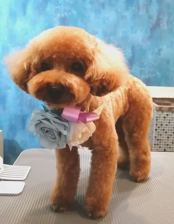 f:id:dogsalon-oluolu:20200704204256j:plain f:id:dogsalon-oluolu:20200704204256j:plain