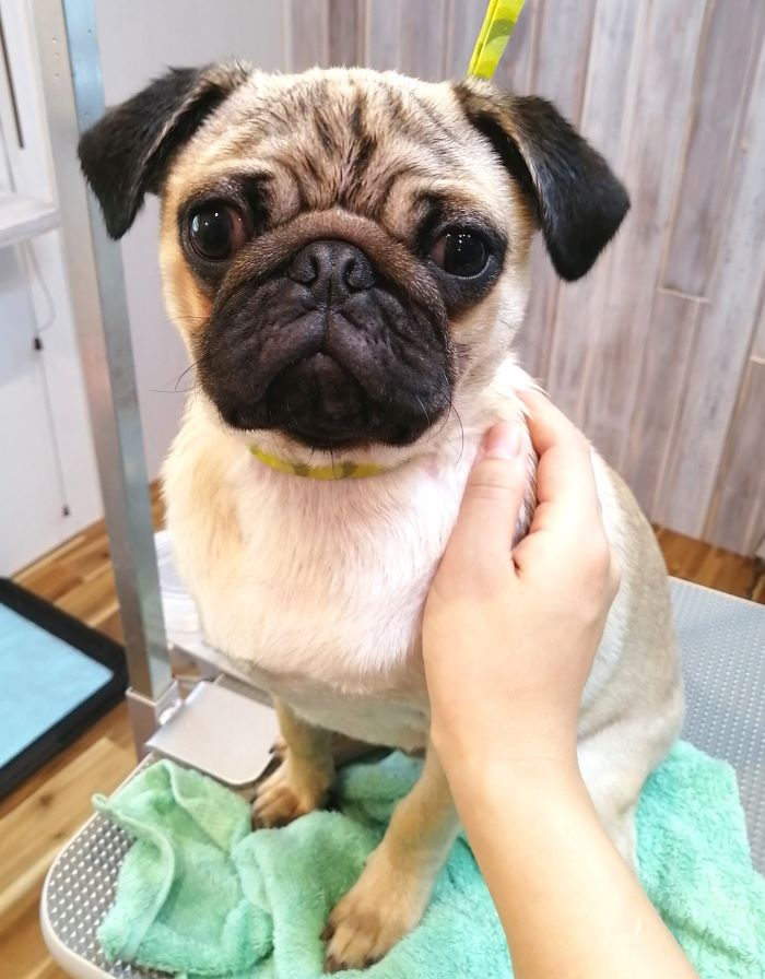 f:id:dogsalon-oluolu:20200705131539j:plain f:id:dogsalon-oluolu:20200705131539j:plain