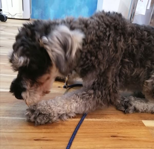 f:id:dogsalon-oluolu:20200705195357j:plain f:id:dogsalon-oluolu:20200705195357j:plain