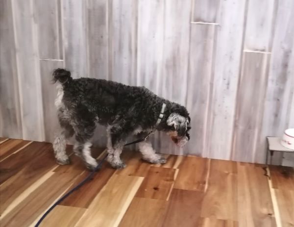 f:id:dogsalon-oluolu:20200705195438j:plain f:id:dogsalon-oluolu:20200705195438j:plain