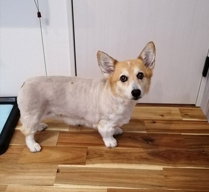 f:id:dogsalon-oluolu:20200707193104j:plain f:id:dogsalon-oluolu:20200707193104j:plain