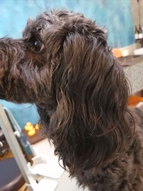 f:id:dogsalon-oluolu:20200710195324j:plain f:id:dogsalon-oluolu:20200710195324j:plain