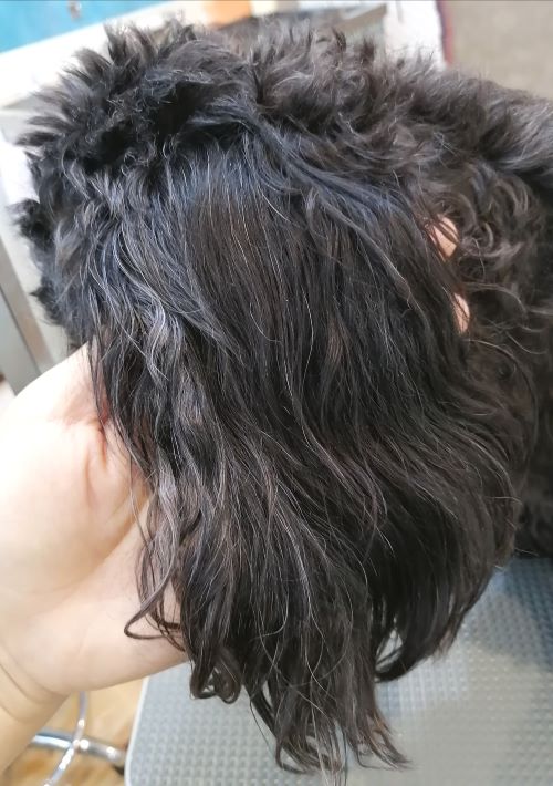 f:id:dogsalon-oluolu:20200710195356j:plain f:id:dogsalon-oluolu:20200710195356j:plain