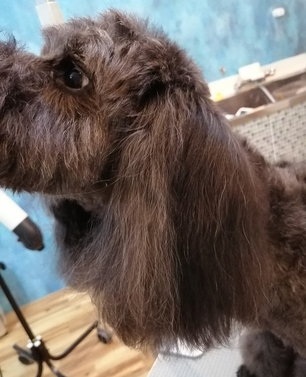 f:id:dogsalon-oluolu:20200710195412j:plain f:id:dogsalon-oluolu:20200710195412j:plain