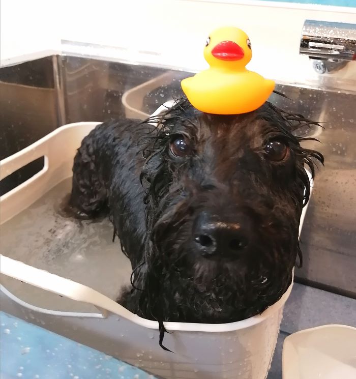 f:id:dogsalon-oluolu:20200710195513j:plain f:id:dogsalon-oluolu:20200710195513j:plain
