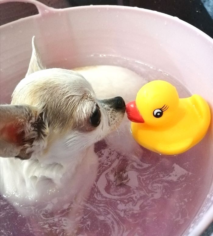 f:id:dogsalon-oluolu:20200710195544j:plain f:id:dogsalon-oluolu:20200710195544j:plain