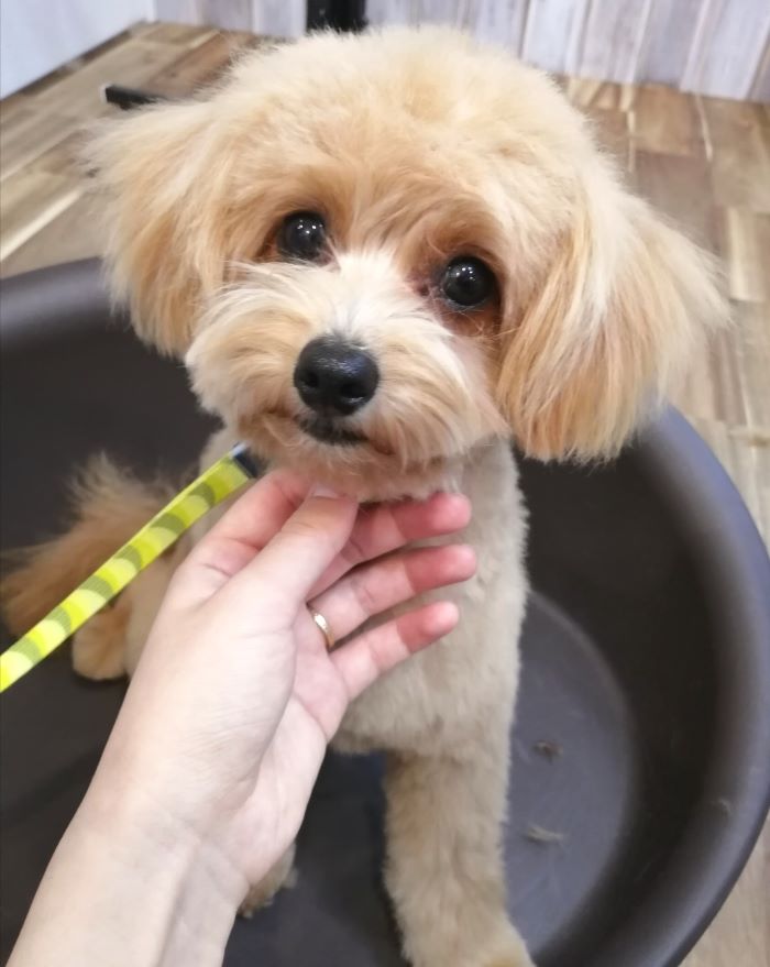 f:id:dogsalon-oluolu:20200711234947j:plain f:id:dogsalon-oluolu:20200711234947j:plain