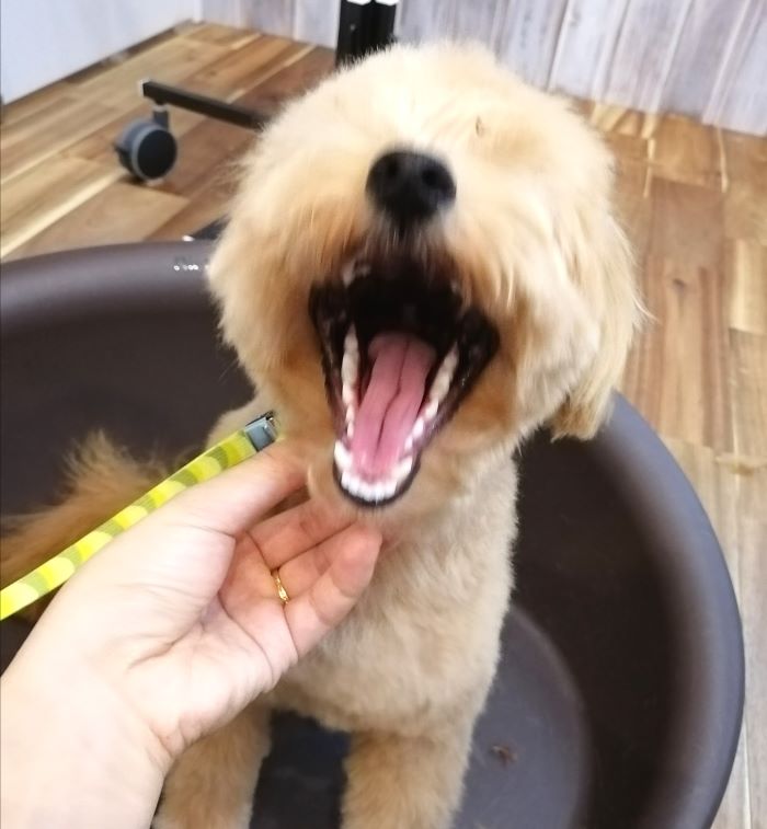f:id:dogsalon-oluolu:20200711234955j:plain f:id:dogsalon-oluolu:20200711234955j:plain